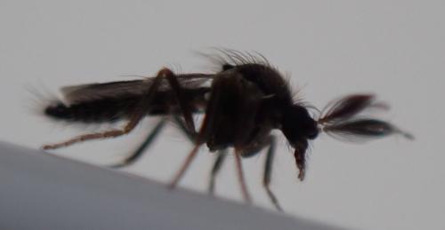 Réf. 326 841 : Forcipomyia sp.